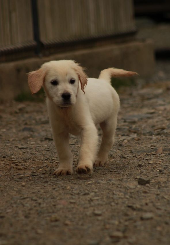 De La Butte Des Crocs Blancs - Chiots disponibles - Golden Retriever