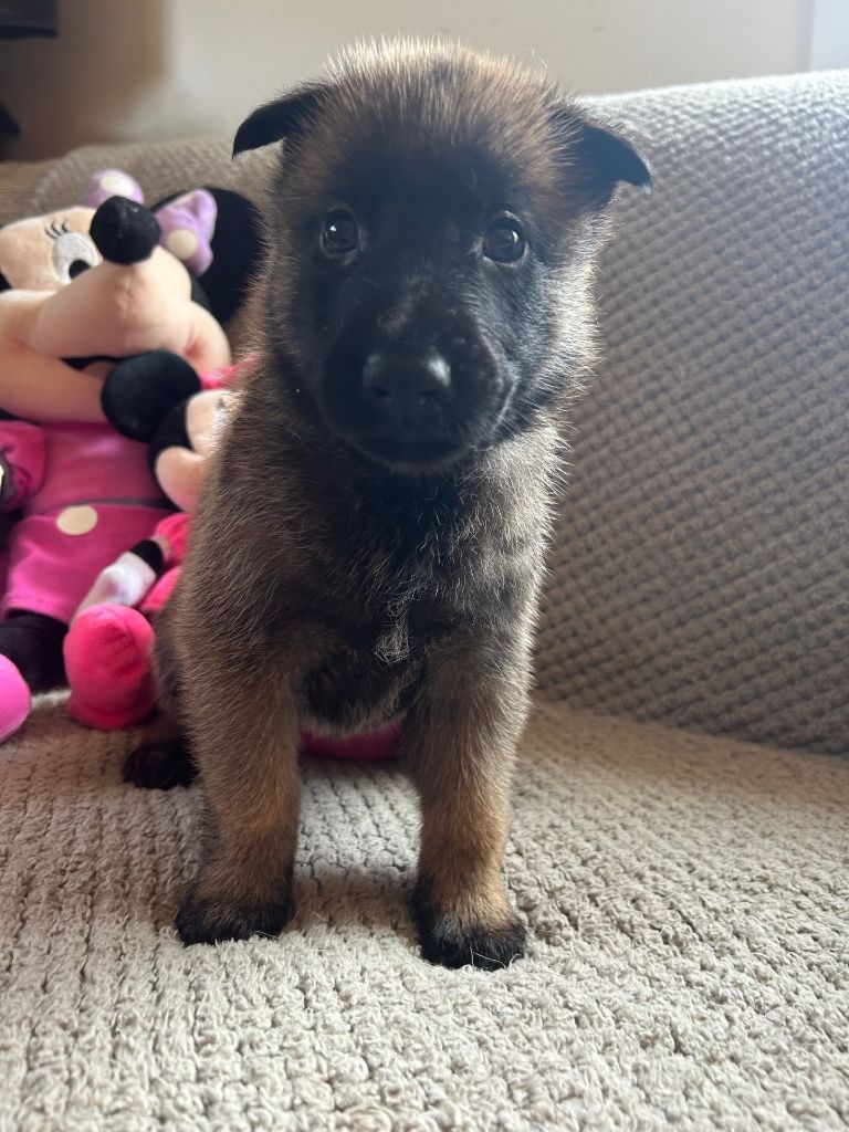 De La Butte Des Crocs Blancs - Chiots disponibles - Berger Belge