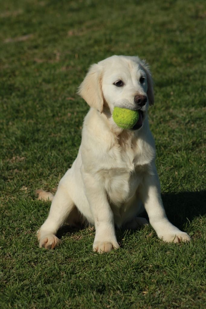 De La Butte Des Crocs Blancs - Chiots disponibles - Golden Retriever